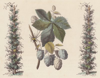 Houblon pour la fabrication de la bière - French School