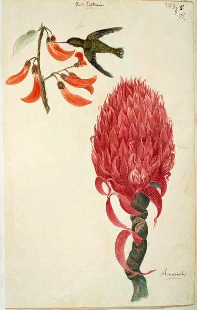 Colibri (Trochilidae) et Ananas (Ananas comosus) par Lejeune - French School