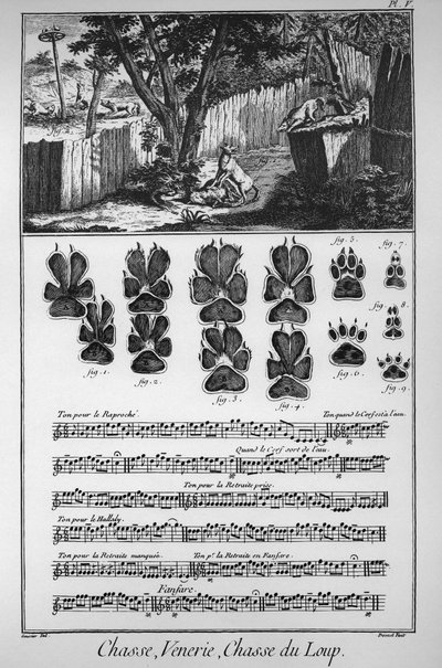 Chasse au loup (différentes manières ou pièges pour attraper les loups) - « L