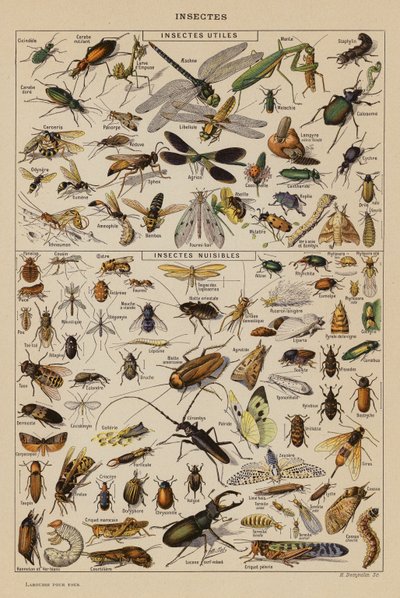Insectes - French School