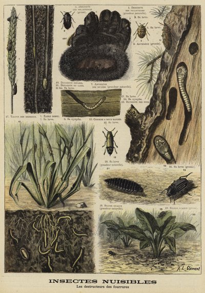 Insectes qui détruisent les vêtements en fourrure - French School