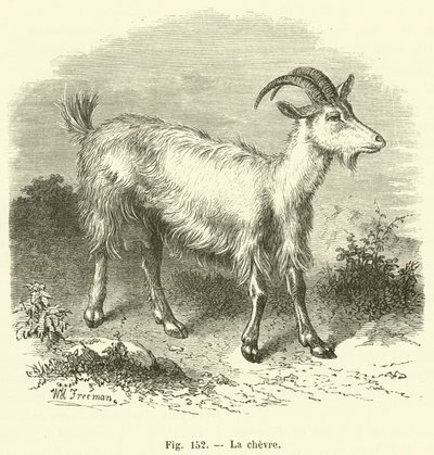 La chevre - French School