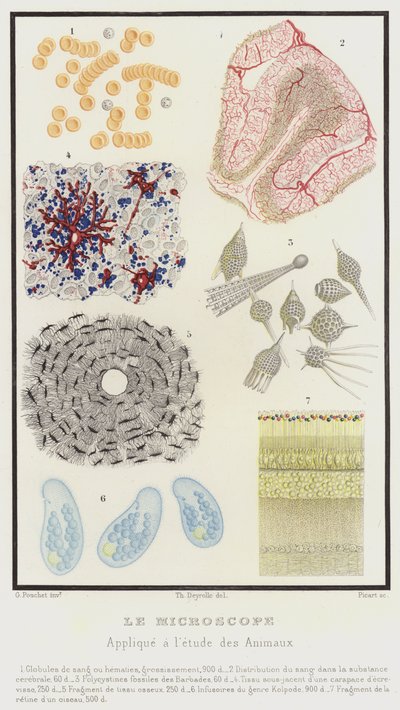 Le Microscope, Appliqué à l