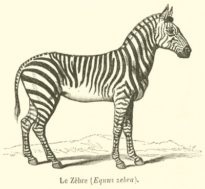 Le Zèbre, Equus zebra - French School