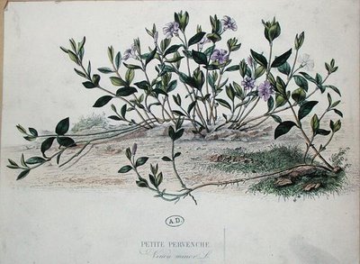 Petite pervenche ou Vinca minor - French School
