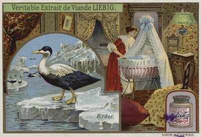 Carte Liebig représentant un eider - French School