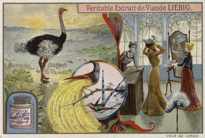 Carte Liebig représentant des oiseaux - French School