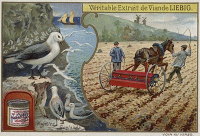 Carte Liebig représentant des oiseaux de mer - French School