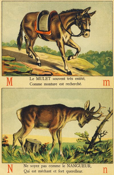 M comme Mulet et N comme Nangueur - French School