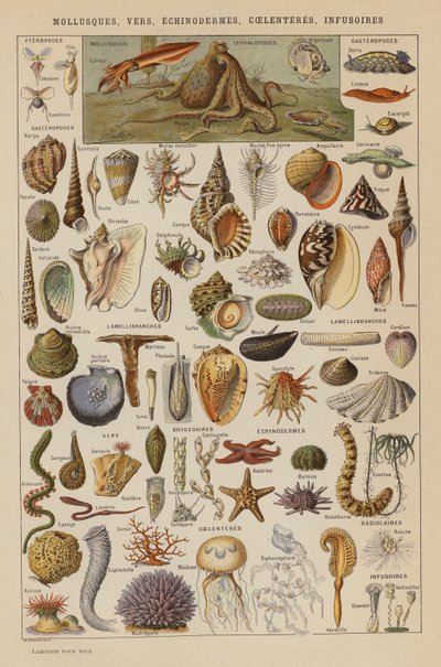 Mollusques, Vers, Échinodermes, Cœlentérés, Infusoires - French School
