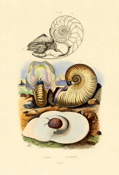 Escargot de lune - French School