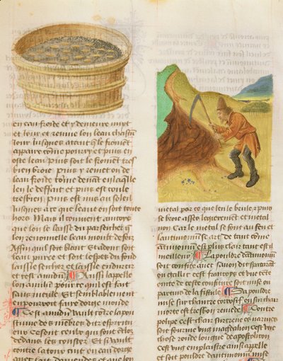 Graines dans une cuve et recherche de tubercules de gentiane, Ms. De Diversis Herbis par Dioscorides, fol.8r - French School