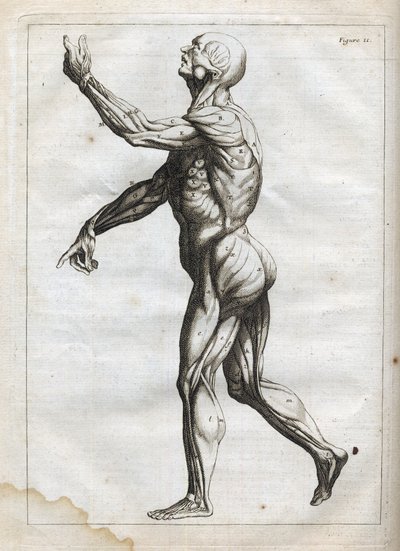 Muscles humains - Gravure dans « Abrégé d