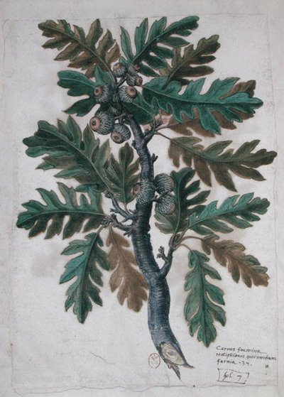 Branche de chêne - French School