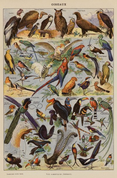 Oiseaux - French School
