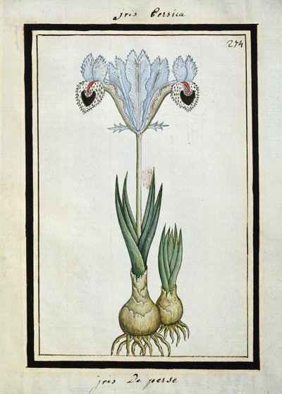 Iris persan, vers 1700 - French School