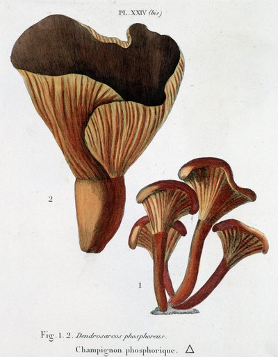 Champignon phosphorescent dans Jean Jacques Paulet "Traité des champignons", fin 18ème siècle - French School