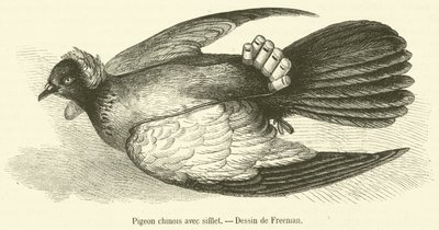 Pigeon chinois avec sifflet - French School