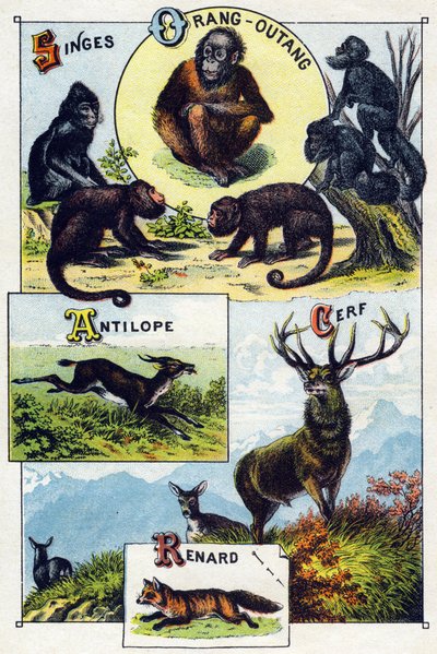 Planche 1 : Singes, orang-outan, Antilope, Cerf, Renard. Gravure dans "Alphabet syllabaire des animaux sauvages". Série A. Pellerin et Cie, imprimeurs-éditeurs, Épinal, fin du 19e siècle. Chromolithographies. Petit album publicitaire de 8 pages contenant u - French School