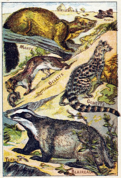 Planche 1: Perdrix, Martre, Belette, Genette, Blaireau, Terrier. Gravure dans "Syllabaire alphabet toutes sortes de betteraves". Série A. Pellerin et Cie, imprimeurs-éditeurs, Épinal, fin du 19e siècle. - French School