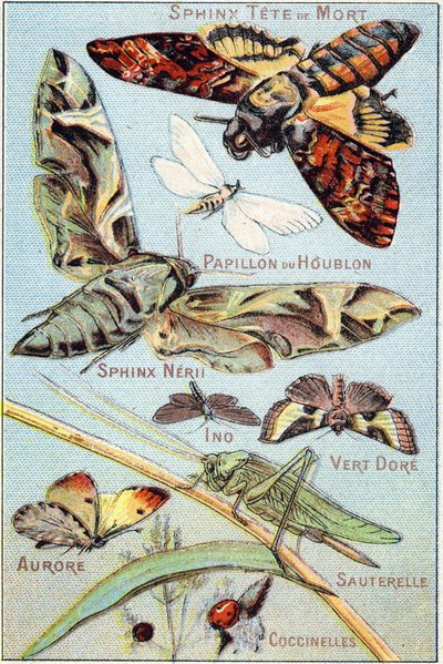 Planche 1 : Sphinx Crâne, Papillon Hop, Sphinx Neri, Ino, Vert Or, Aurore, Sauterelle, Coccinelles. Gravure dans « Alphabet syllabaire des papillons et insectes ». Série A. Pellerin et Cie, imprimeurs-éditeurs, Épinal, fin du XIXe siècle. Chromolithographi - French School