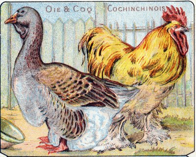 Planche 2 : Oie et coq cochinchinois. Gravure dans "Alphabet syllabaire des oiseaux et reptiles". Série A. Pellerin et Cie, imprimeurs-éditeurs, Épinal, fin 19ème siècle. Chromolithographies. Petit album publicitaire de 8 pages contenant un syllabaire et u - French School