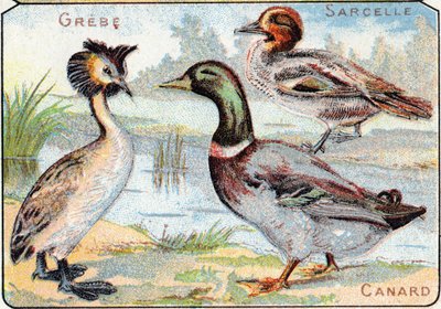 Planche 2 : Grèbe, Sarcelle, Canard. Gravure dans "Alphabet syllabaire des oiseaux et reptiles". Série A. Pellerin et Cie, imprimeurs-éditeurs, Épinal, fin du XIXe siècle. Chromolithographies. Petit album publicitaire de 8 pages contenant un syllabaire et  - French School