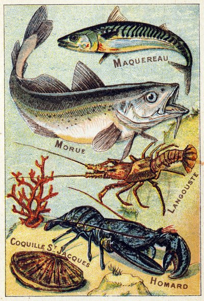 Planche 2: Maquereau, Morue, Homard, Coquille St Jacques, Langouste. Gravure dans "Syllabaire alphabet des poissons de mer et d
