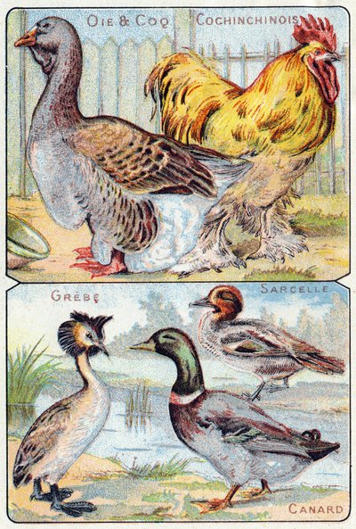Planche 2 haut : Oie et coq et chinois ; Bas : Grèbe, Sarcelle, Canard. Gravure dans « Alphabet syllabaire des oiseaux et reptiles ». Série A. Pellerin et Cie, imprimeurs-éditeurs, Épinal, fin du XIXe siècle. Chromolithographies - French School