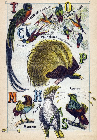 Planche 3: Cœur brillant, Oiseaux-mouches, Colibri, Paradis émeraude, Cacatoès, Siffleur, Maucode. Gravure dans "Syllabaire alphabet des oiseaux". Série A. Pellerin et Cie, imprimeurs-éditeurs, Épinal, fin du 19e siècle. - French School