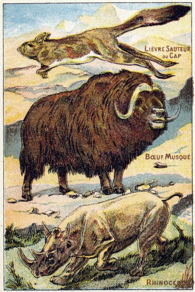 Planche 4: Lièvre du Cap sautant, Bœuf musqué, Rhinocéros. Gravure dans "Syllabaire alphabet toutes sortes de betteraves". Série A. Pellerin et Cie, imprimeurs-éditeurs, Épinal, fin du 19e siècle. - French School