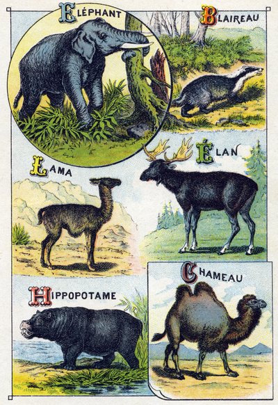 Planche 4 : Éléphant, Blaireau, Lama, Élan, Hippopotame, Chameau. Gravure dans « Alphabet syllabaire des animaux sauvages ». Série A. Pellerin et Cie, imprimeurs-éditeurs, Épinal, fin du XIXe siècle - French School