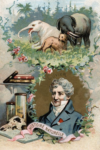 Portrait du Baron Georges Cuvier, zoologiste et paléontologue français (1769-1832), fondateur de l