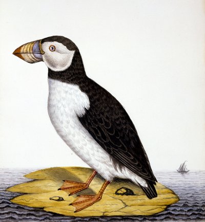 Macareux, marmon fratercula, c.1840 - French School