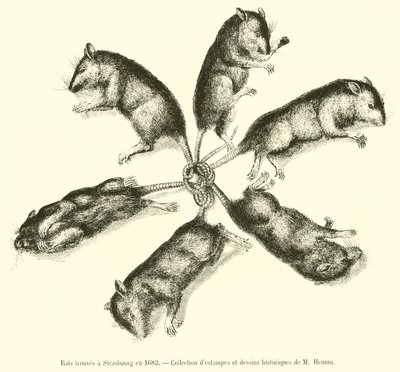 Rats trouvés à Strasbourg en 1683 - French School