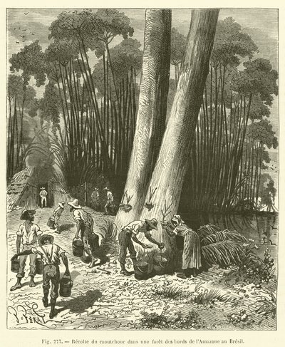 Récolte du caoutchouc dans une forêt des bords de l