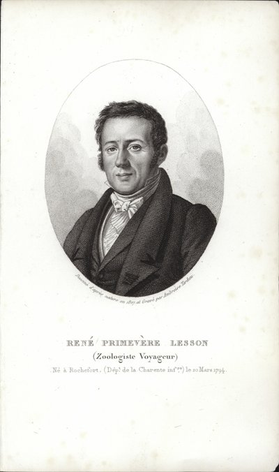 René Primevère Lesson - French School