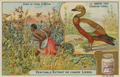 Tadorne casarca ; chasse au canard en Afrique - French School