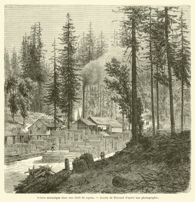 Scierie mécanique dans une forêt de sapins - French School