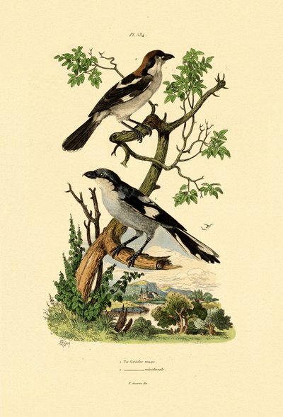 Pie-grièche méridionale, 1833-39 - French School