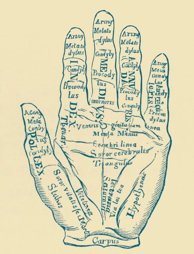 Spécimen de la main gauche - French School