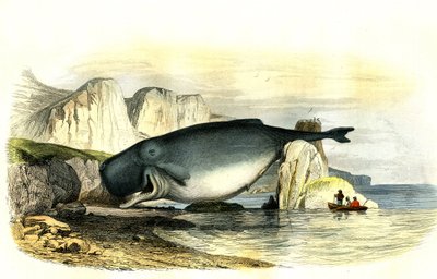 Cachalot (Physeter macrocephalus) - Planche extraite de Histoire Naturelle par Bernard Germain de Lacépède (1856-1925), édition P.Furme, Paris - French School