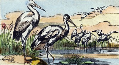 Cigogne. Gravure dans "Buffon Alphabet des Oiseaux n° 1". 3e Série n° 1. Imagerie d