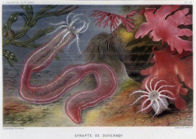 Sunapte de Duvernoy - dans « Le Monde de la Mer » par Alfred Fredol. éd. Paris, Hachette. - French School