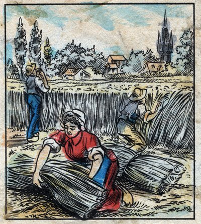 Textile, lin : agriculture. Récolte du lin qui est assemblé en bottes pour sécher. Gravure. Imagerie d
