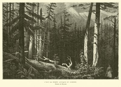 La vieille forêt sombre - French School