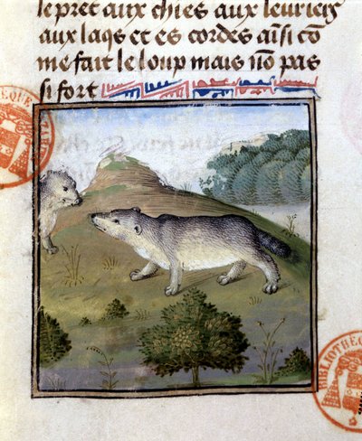 Le blaireau - dans "Livre de chasse de Gaston Phoebus, Comte de Foix, Seigneur de Béarn" - French School