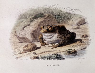 Le crapaud commun (Bufo bufo) - dans « Lacepède » - French School