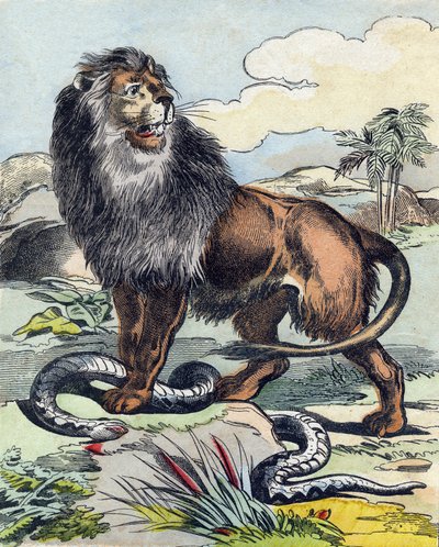 Le lion. Gravure dans "Buffon Alphabet des Animaux". 3e Série N 1. Imagerie d