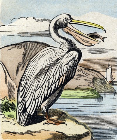 Le pélican. Gravure dans "Buffon Alphabet des Oiseaux n 1". 3e Série N 1. Imagerie d